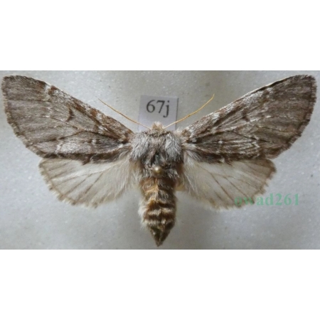 Drymonia ruficornis (Hufnagel, 1766) female Dąbrówka chaonia Czech67j